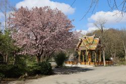 Thai-Sala mit Kirschbaum zur Kirschblüte im Westpark in München